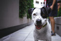 LED Safety Dog Collar Night Visibility