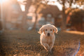 GPS Pet Tracker Collar Attachment – Real-Time Location for Dogs & Cats